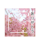 綺麗な桜の写真でお花見気分♡ゆるっと敬語（個別スタンプ：6）