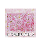 綺麗な桜の写真でお花見気分♡ゆるっと敬語（個別スタンプ：7）