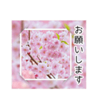 綺麗な桜の写真でお花見気分♡ゆるっと敬語（個別スタンプ：11）