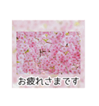 綺麗な桜の写真でお花見気分♡ゆるっと敬語（個別スタンプ：13）