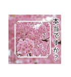 綺麗な桜の写真でお花見気分♡ゆるっと敬語（個別スタンプ：14）