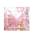 綺麗な桜の写真でお花見気分♡ゆるっと敬語（個別スタンプ：16）