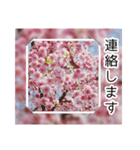 綺麗な桜の写真でお花見気分♡ゆるっと敬語（個別スタンプ：17）