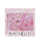 綺麗な桜の写真でお花見気分♡ゆるっと敬語（個別スタンプ：23）