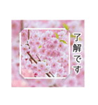 綺麗な桜の写真でお花見気分♡ゆるっと敬語（個別スタンプ：24）