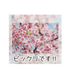 綺麗な桜の写真でお花見気分♡ゆるっと敬語（個別スタンプ：29）