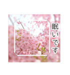 綺麗な桜の写真でお花見気分♡ゆるっと敬語（個別スタンプ：32）