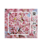 綺麗な桜の写真でお花見気分♡ゆるっと敬語（個別スタンプ：35）