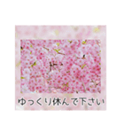 綺麗な桜の写真でお花見気分♡ゆるっと敬語（個別スタンプ：36）