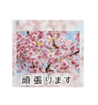 綺麗な桜の写真でお花見気分♡ゆるっと敬語（個別スタンプ：37）