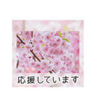 綺麗な桜の写真でお花見気分♡ゆるっと敬語（個別スタンプ：39）