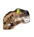 柴犬の聖くんを使って日常会話（個別スタンプ：1）
