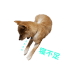 柴犬の聖くんを使って日常会話（個別スタンプ：4）
