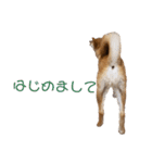 柴犬の聖くんを使って日常会話（個別スタンプ：5）