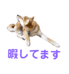 柴犬の聖くんを使って日常会話（個別スタンプ：6）