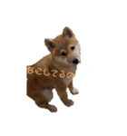 柴犬の聖くんを使って日常会話（個別スタンプ：7）