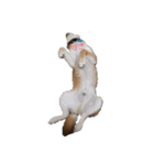 柴犬の聖くんを使って日常会話（個別スタンプ：11）