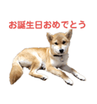 柴犬の聖くんを使って日常会話（個別スタンプ：15）