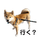 柴犬の聖くんを使って日常会話（個別スタンプ：16）