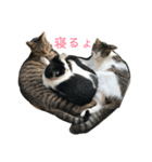 めんこいニャンコ（個別スタンプ：3）
