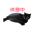 めんこいニャンコ（個別スタンプ：7）