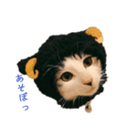 めんこいニャンコ（個別スタンプ：9）
