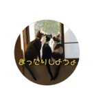 めんこいニャンコ（個別スタンプ：12）