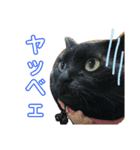 めんこいニャンコ（個別スタンプ：15）