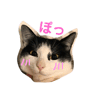 めんこいニャンコ（個別スタンプ：16）