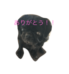 ぶさかわのぽんちゃん（個別スタンプ：7）