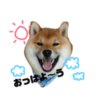 柴犬クロ（個別スタンプ：1）