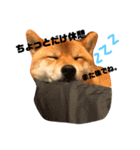 柴犬クロ（個別スタンプ：2）