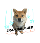 柴犬クロ（個別スタンプ：3）
