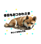 柴犬クロ（個別スタンプ：4）