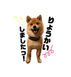 柴犬クロ（個別スタンプ：5）