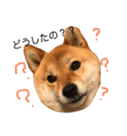 柴犬クロ（個別スタンプ：6）