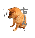 柴犬クロ（個別スタンプ：7）