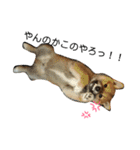 柴犬クロ（個別スタンプ：8）
