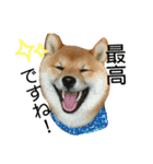 柴犬クロ（個別スタンプ：9）