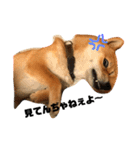 柴犬クロ（個別スタンプ：10）