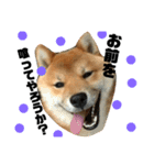柴犬クロ（個別スタンプ：11）