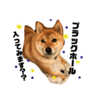 柴犬クロ（個別スタンプ：12）