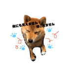 柴犬クロ（個別スタンプ：13）
