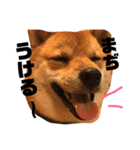 柴犬クロ（個別スタンプ：14）