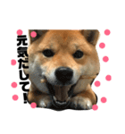 柴犬クロ（個別スタンプ：15）
