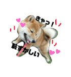 柴犬クロ（個別スタンプ：16）