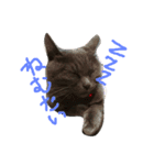 可愛いペットちゃん㉘（個別スタンプ：2）