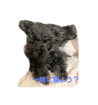 可愛いペットちゃん㉘（個別スタンプ：6）