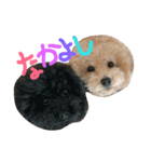 可愛いペットちゃん㉘（個別スタンプ：8）