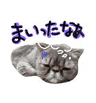 硬派なひらたくん（個別スタンプ：16）
